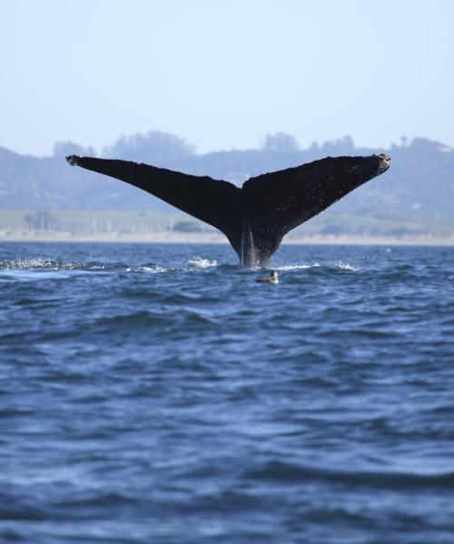 Uno dei luoghi di interesse più visitati di Monterey.