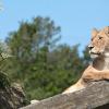 クリスティアンサン動物園周辺のホテル