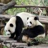 Hoteles cerca de Centro base de investigación de los pandas gigantes