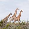 Hotelek a Plettenberg Bay vadrezervátum közelében