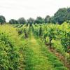 Hotels near Denbies Wine Estate