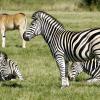 Hoteles cerca de Parque zoológico Cerza