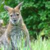 Oklahomos miesto zoologijos sodas: viešbučiai netoliese