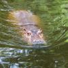 Hotels in de buurt van Toledo Zoo