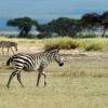 Национальный парк Найроби: отели поблизости