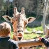 Hotelek a Cheyenne Mountain Zoo állatkert közelében