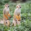 Hotels a prop de Monkeyland Primate Sanctuary