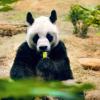 Тайбэйский зоопарк: отели поблизости