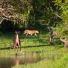 Hoteles cerca de Parque nacional de Yala