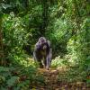 Mgahinga Gorilla National Park – hotely poblíž