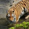 Hotels near Colchester Zoo