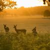 Hotels near Richmond Park