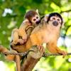 Hotéis perto de: Zoológico de Macacos Apenheul