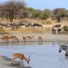 Kruger National Park – hotely v okolí
