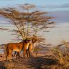 Národný park Serengeti – hotely v okolí