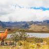 Hotels near Cajas National Park