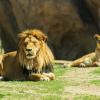 Hoteles cerca de Jardín zoológico