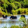 Hotele w pobliżu miejsca Rezerwat dzikich zwierząt Olifants West Game Reserve