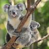 Hôtels près de : Parc zoologique Australia Zoo