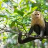 Monkey World -apinapuisto – hotellit lähistöllä