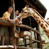 Розплідник жирафів у Найробі: готелі поблизу