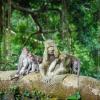 Mga hotel malapit sa Ubud Monkey Forest