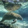 Hótel nærri kennileitinu Ginnie Springs-garðurinn