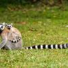 Hotéis perto de Jardim Zoológico Banfere