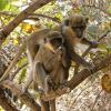 Hótel nærri kennileitinu La Montagne des Singes-dýragarðurinn