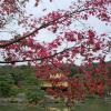 Hoteles cerca de Templo Kinkaku-ji