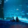 Hotellid huviväärsuse Akvaarium Aquarium of the Americas lähedal