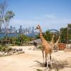 Hoteles cerca de Zoológico Taronga