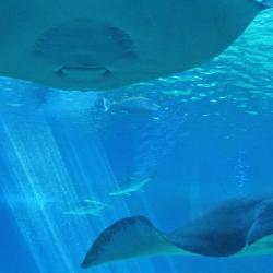 Den Blå Planet, National Aquarium Denmark, Copenhagen
