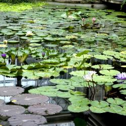 Jardin botanique