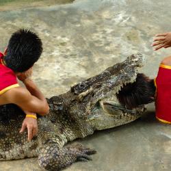 Pattaya Crocodile Farm