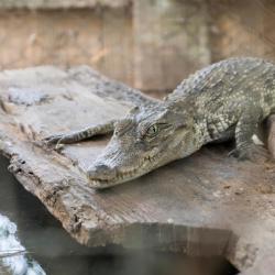 Crocodile Farm