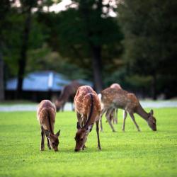 Nara Park