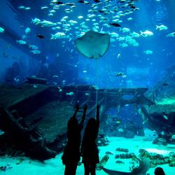 S.E.A. Aquarium, Singapur