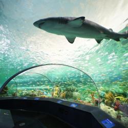 カナダのリプリーズ水族館