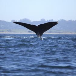 a Monterey-öböli bálnanéző-túrahajók