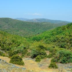 Hutan Dadia