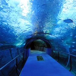 Newporti akvaarium