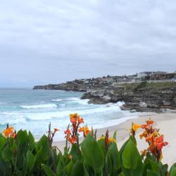 Tamarama Beach