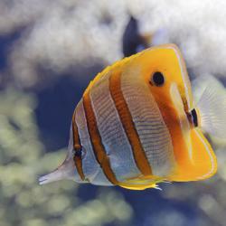 オセアノポリス水族館