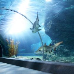 Aquarium SEA LIFE Bangkok Ocean World