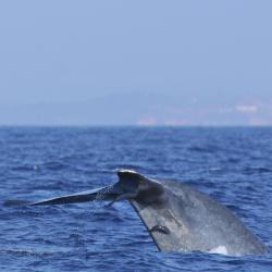 Whale Watching Mirissa, Mirissa (jih)