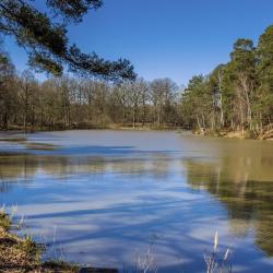 Forest of Rambouillet