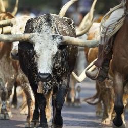 Historisches Viertel Fort Worth Stockyards