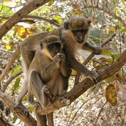 Beždžionių parkas „La Montagne des Singes“