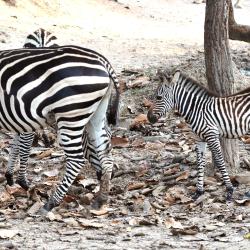 グランド キャニオン チェンマイ タイ ハーンドン 近くの人気ホテル10軒